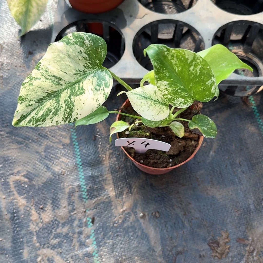 无花朵枣****科白怪兽福利x4