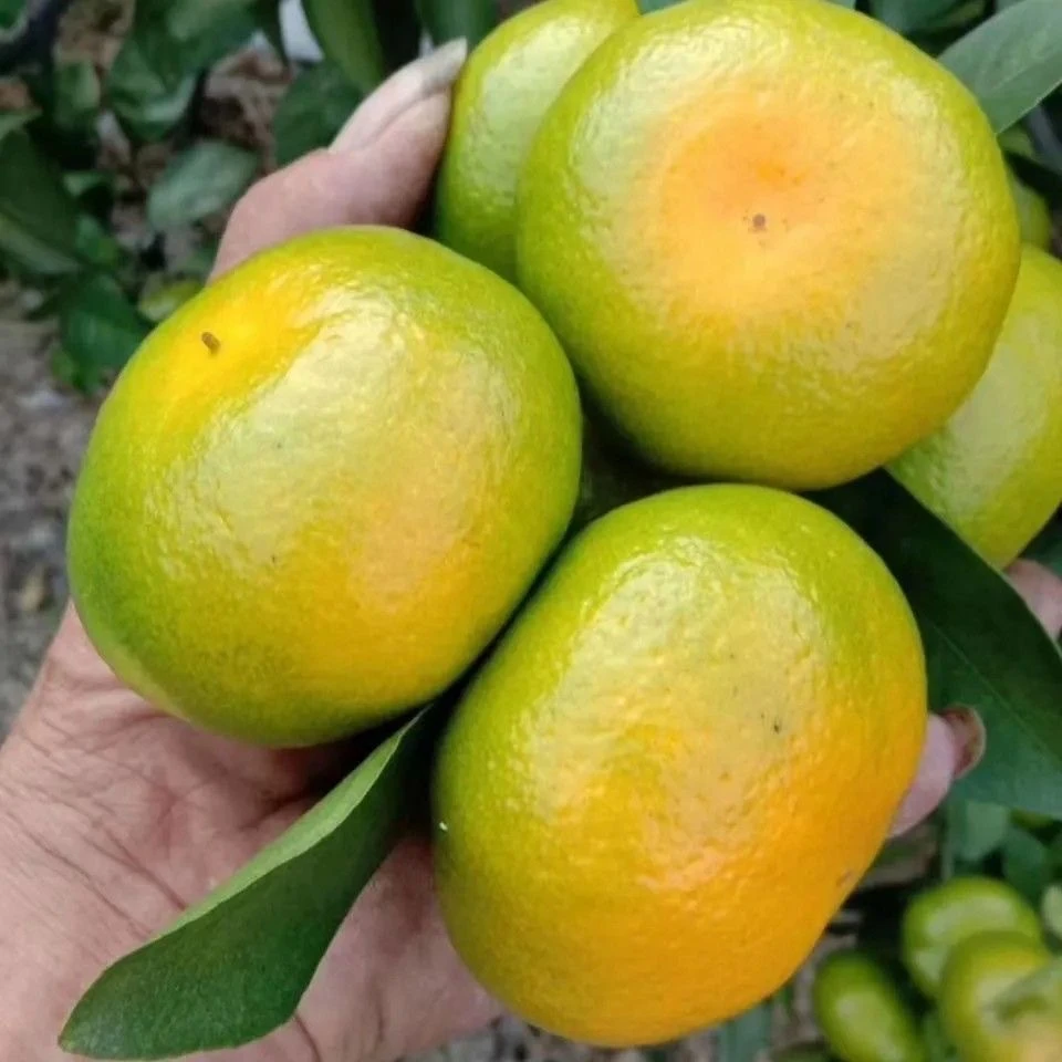 正宗云南青皮蜜橘整箱新鲜当季水果包邮现摘孕妇酸蜜