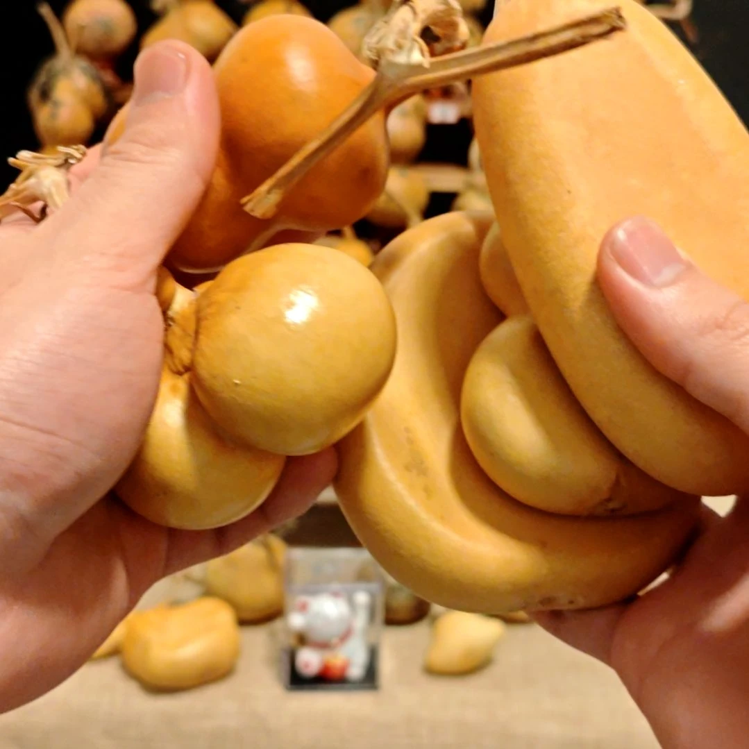 直播间专拍葫芦葫芦