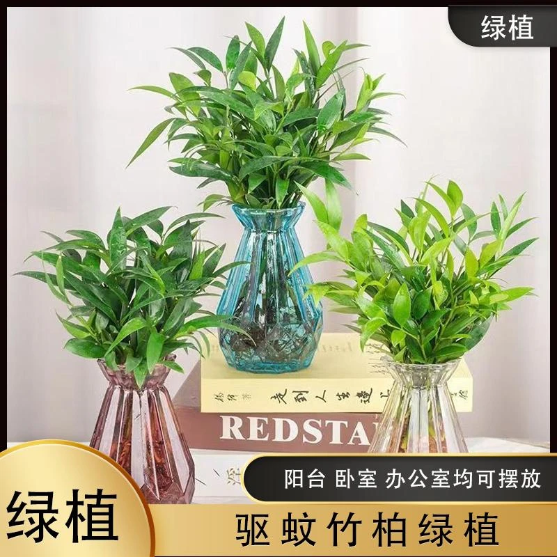 【水培驱蚊竹柏】水养盆栽绿植水培花卉客厅办公好养四季常青