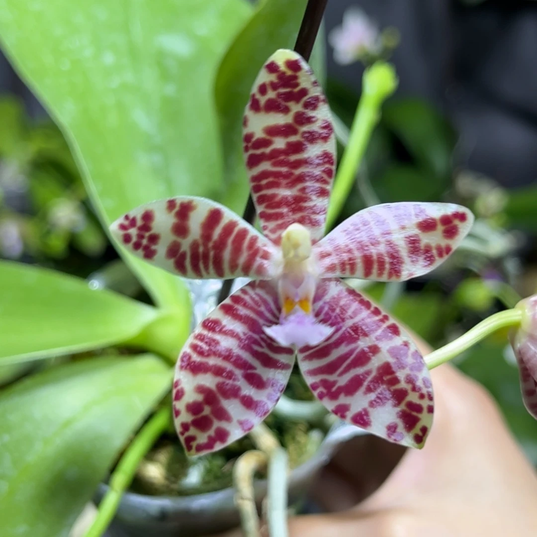 完全开放2.5寸小行星交象耳开花株