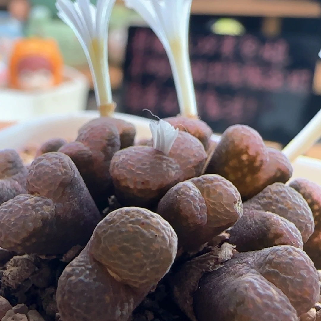 613/16头全窗k勋/疤特/