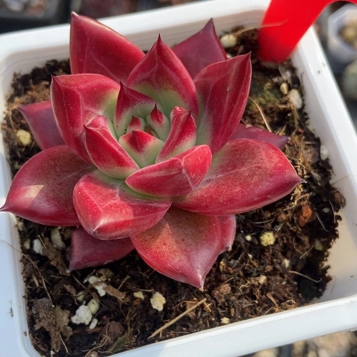 801罗卡多肉植物保护