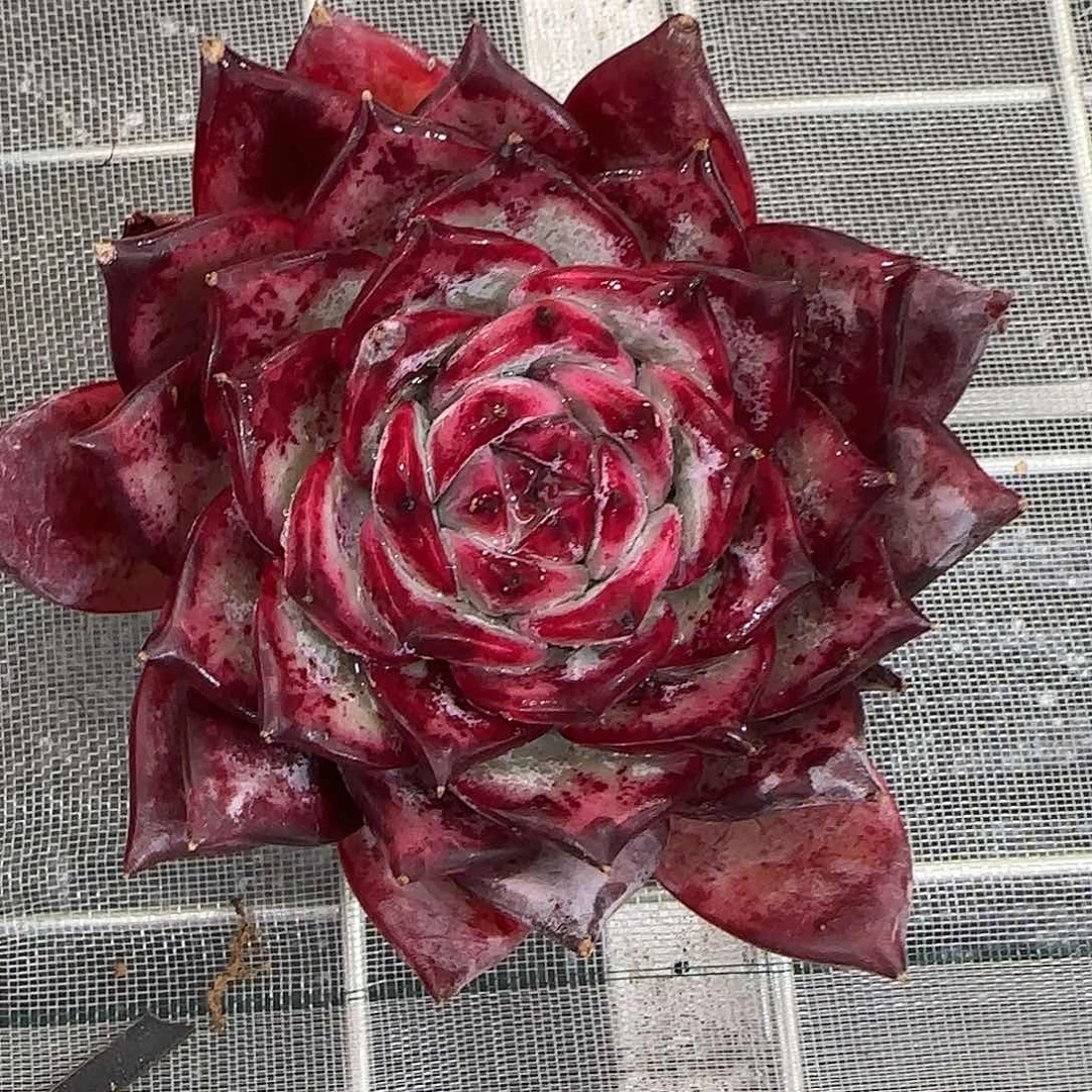 从前慢花园精选红拉糖