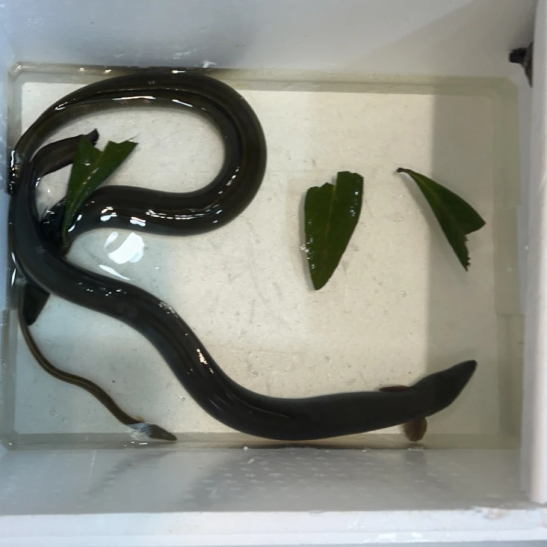 营养丰富的纯天然鳗美味佳肴