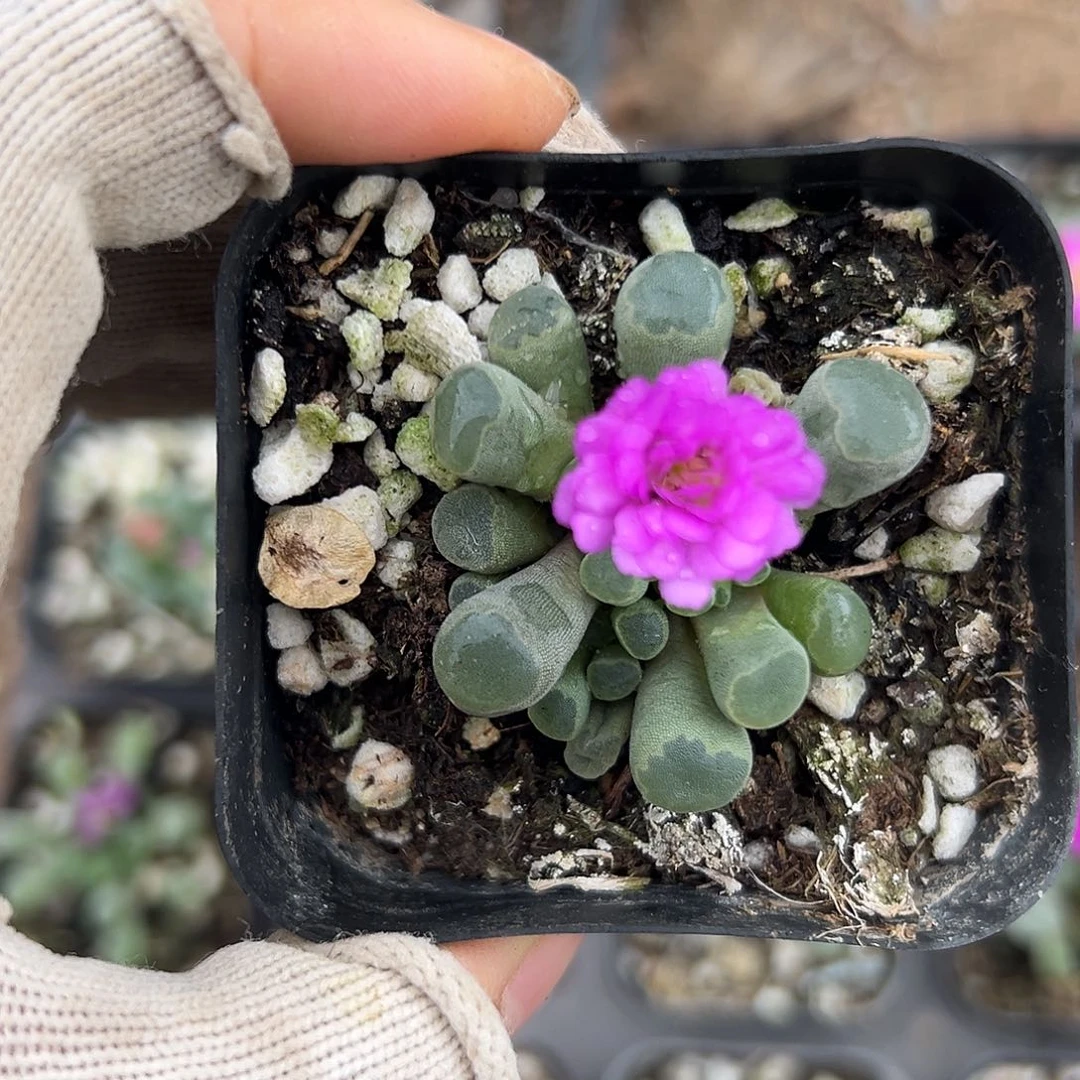 光山嘟嘟呃呃呃呃呃呃呃呃