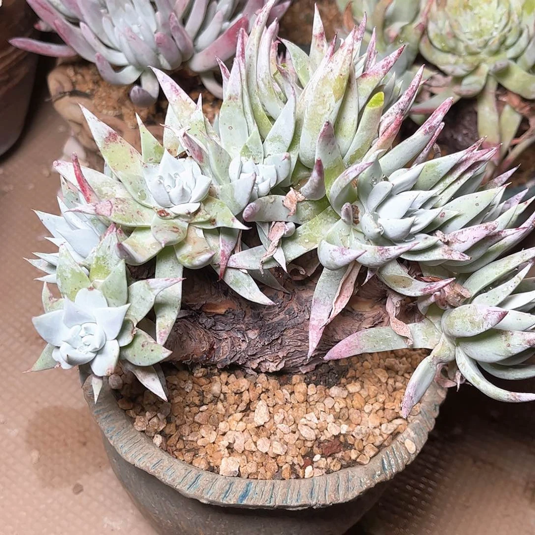 80457苹果也杂交多肉