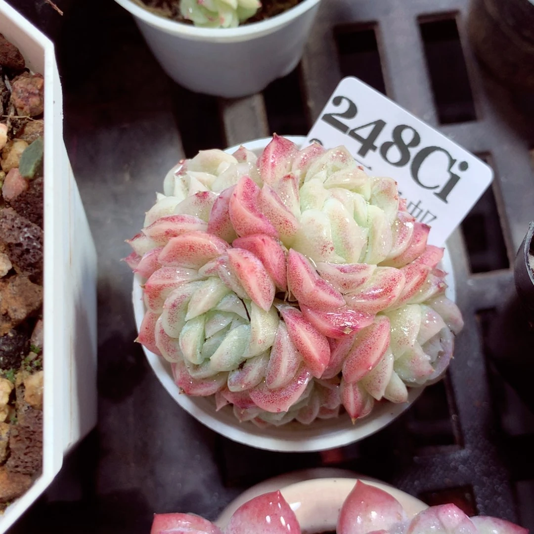 5厘米盆精控多肉248