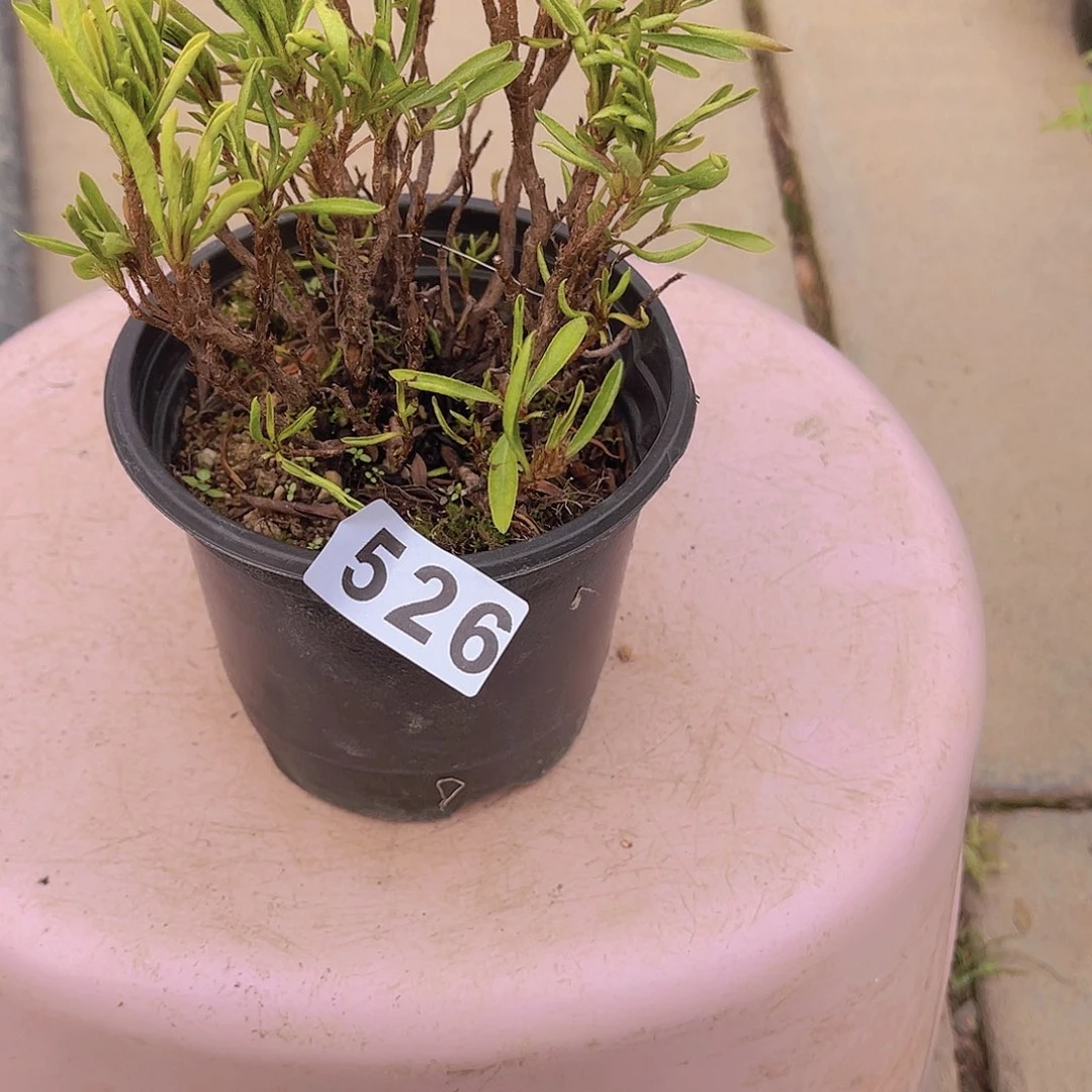 红陶直播时间一定一起