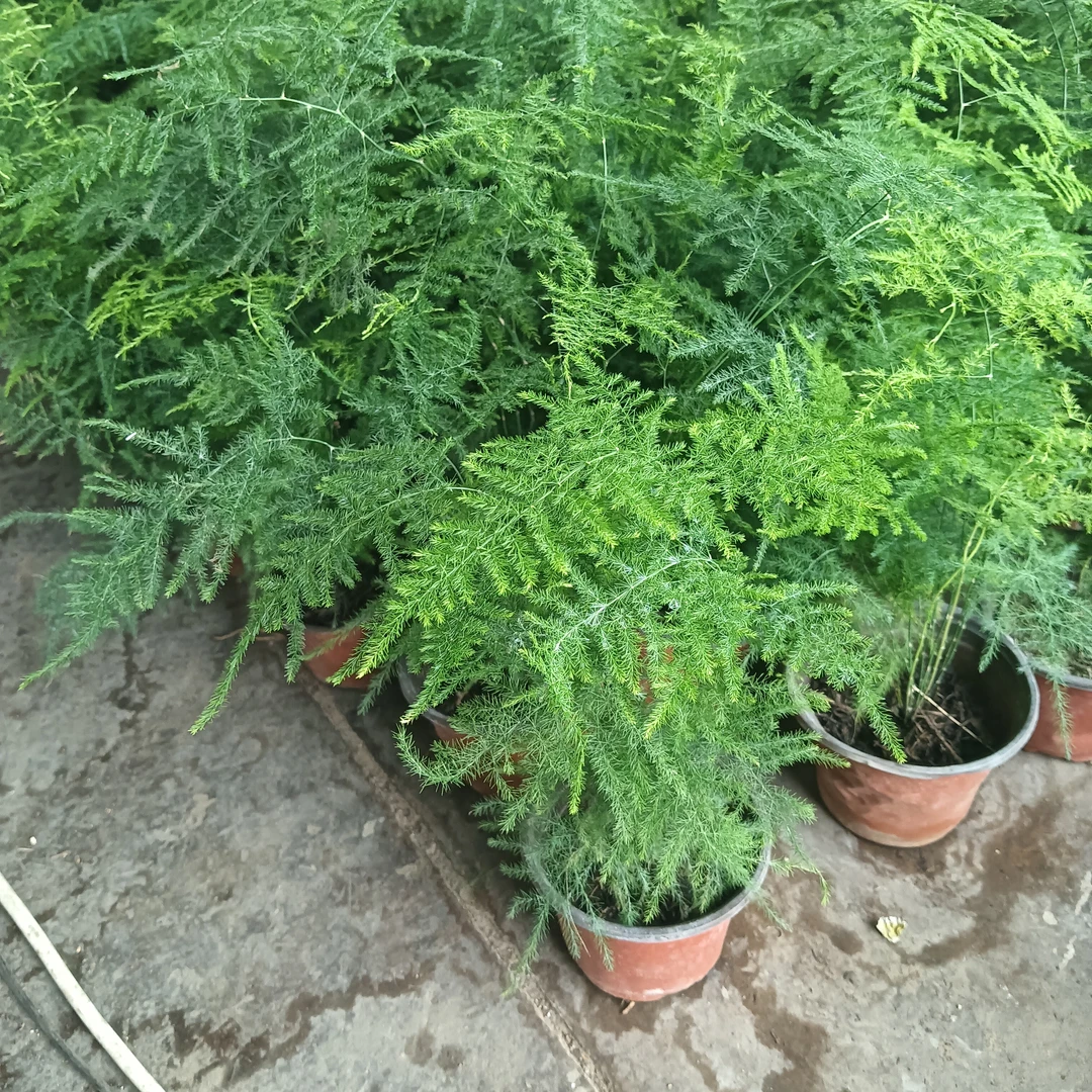 文竹盆栽室内绿植盆景雅造型好养四季常青桌面绿植花卉客厅办公室