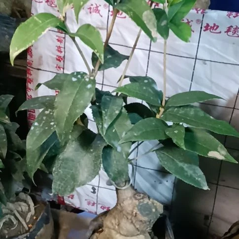 健***安完全开放四季丹桂