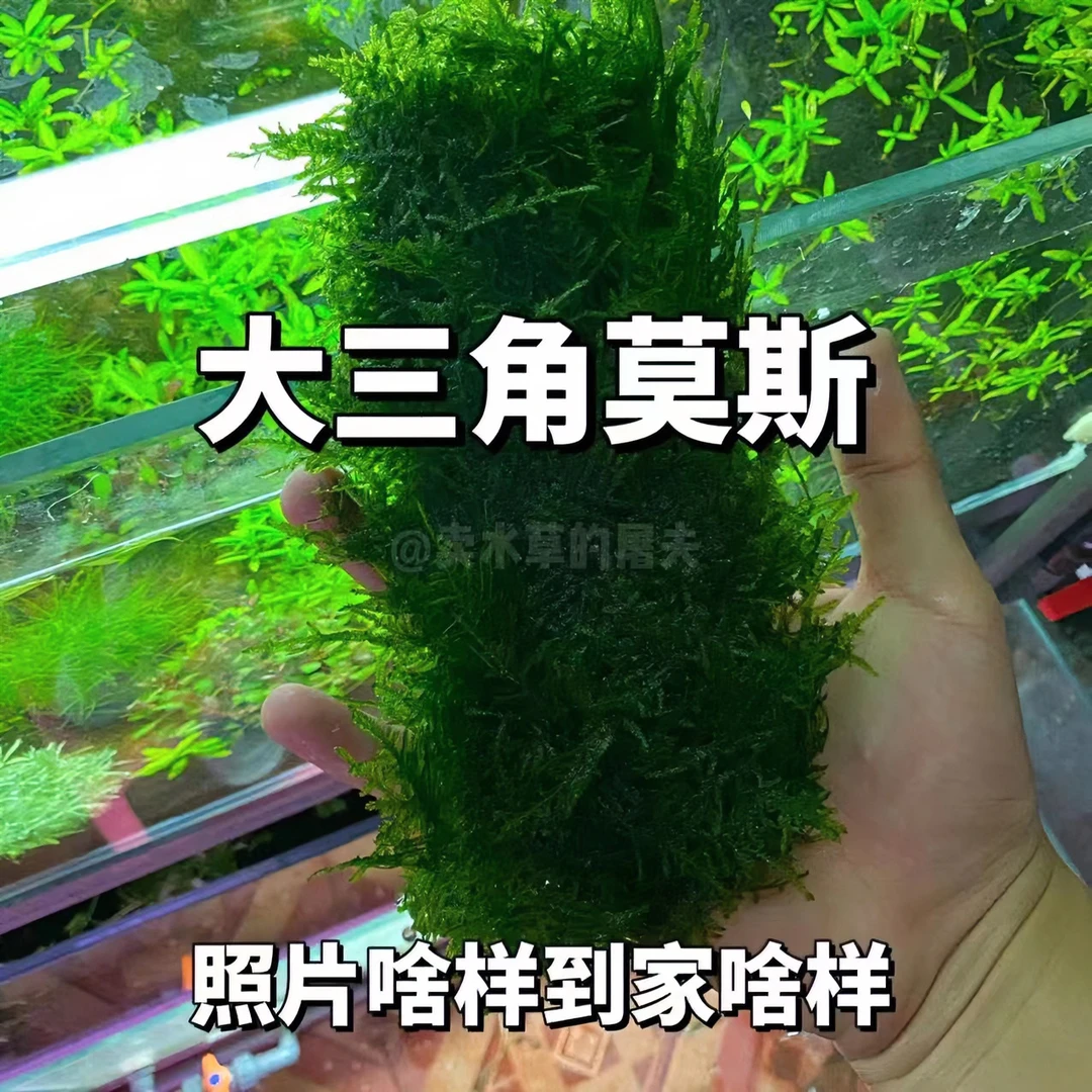 大三角莫斯   草坪水草