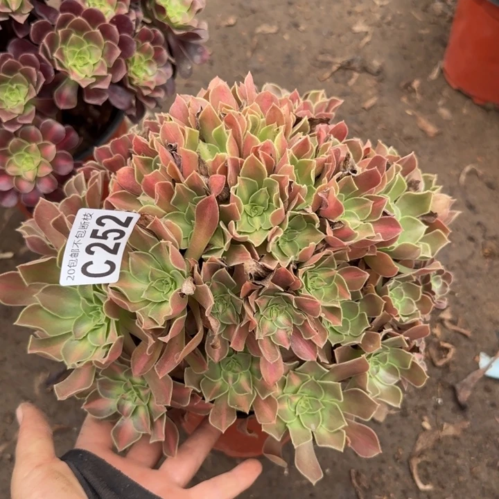 女巫中班……多肉植物……