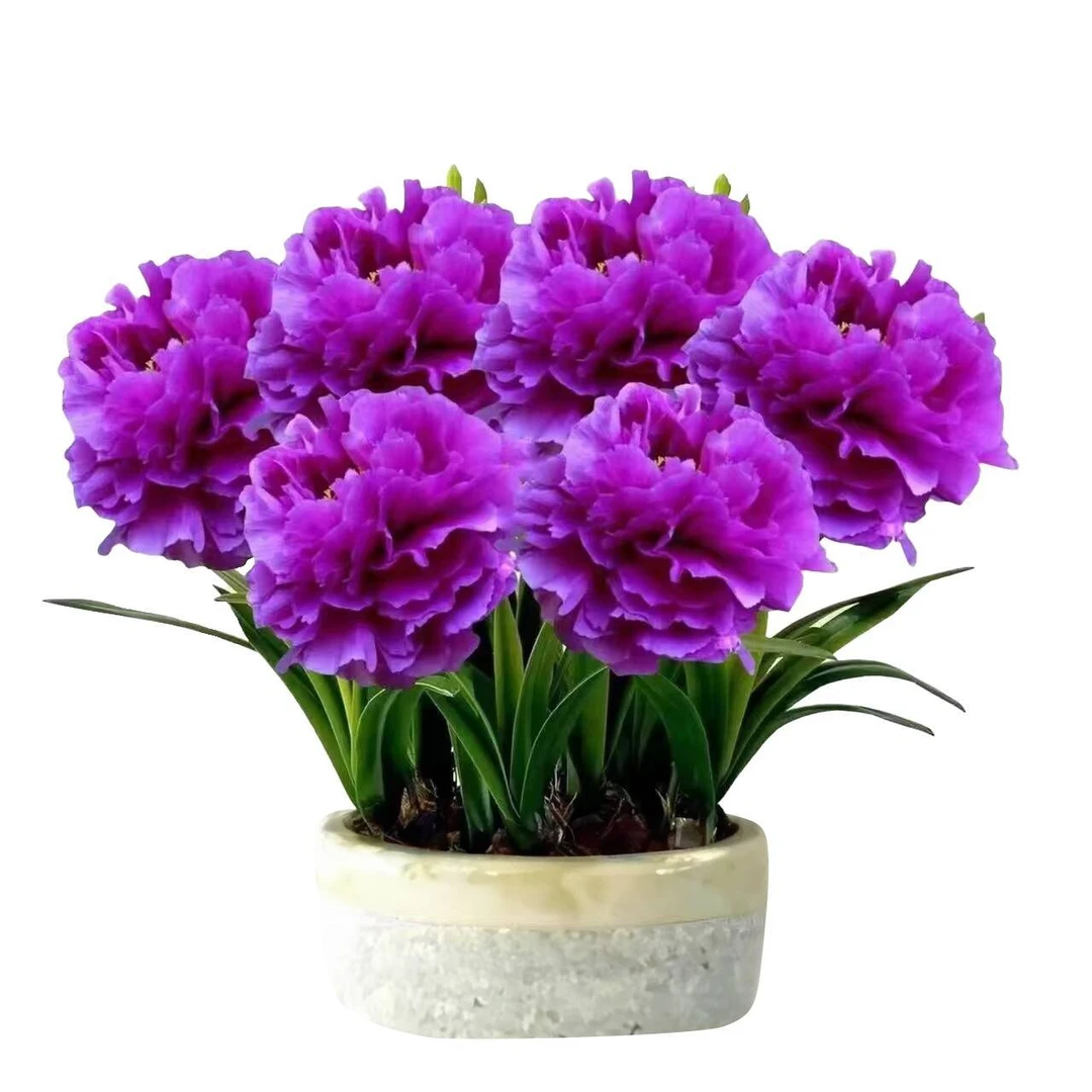 【驱蚊驱虫】紫月兰大花重瓣耐寒四季阳台盆栽地载绿植客厅花束