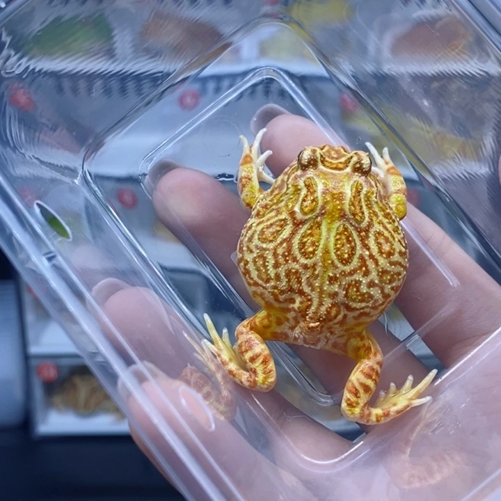 角蛙角蛙角蛙角蛙