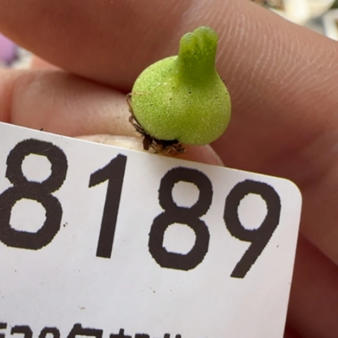 【闪购商品】远*8189