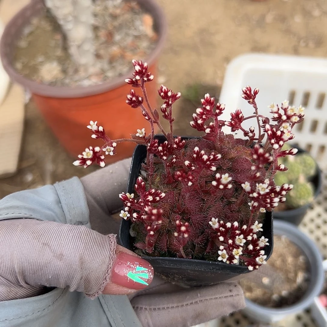 多肉植物毛海星群