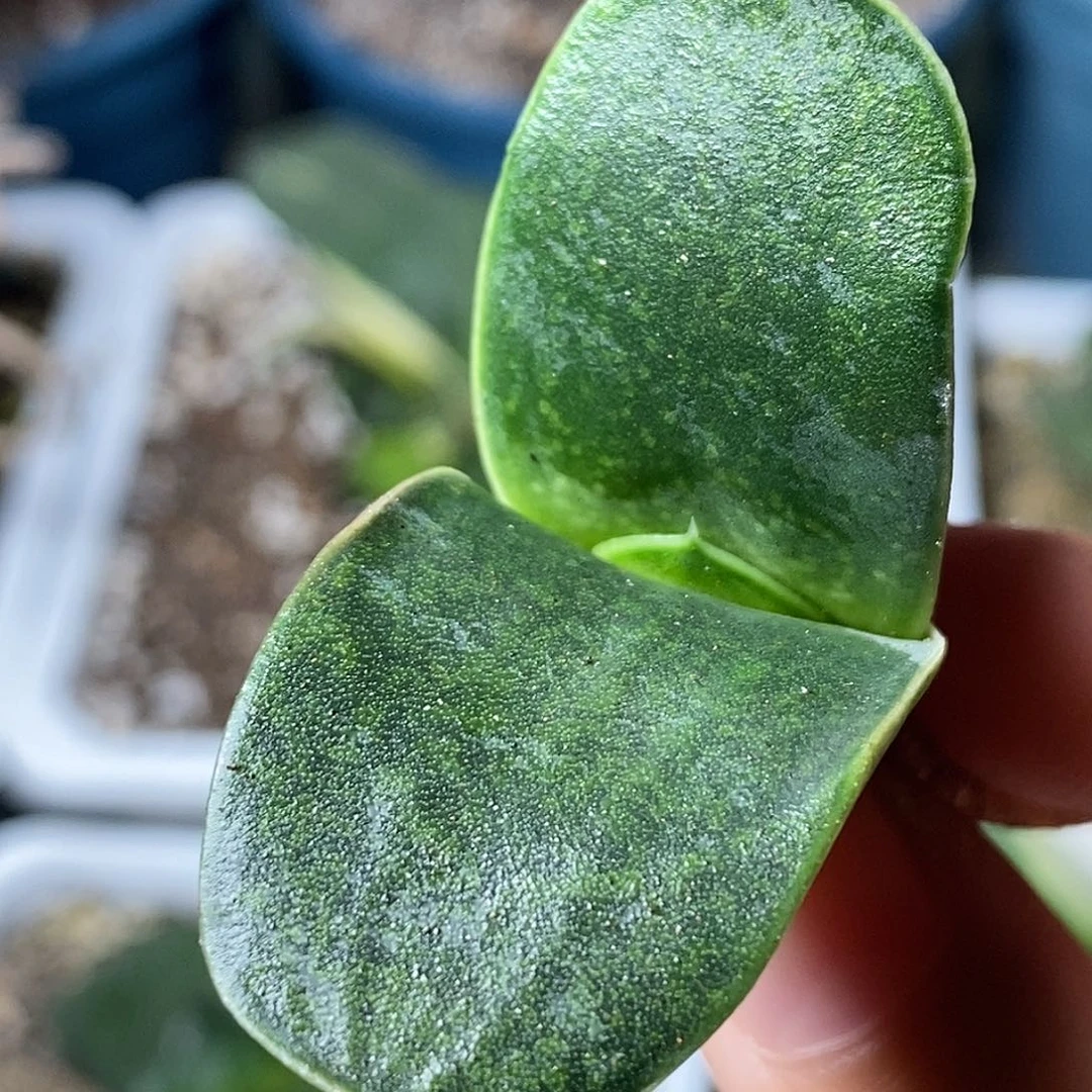 不带盆脱土裸根发货