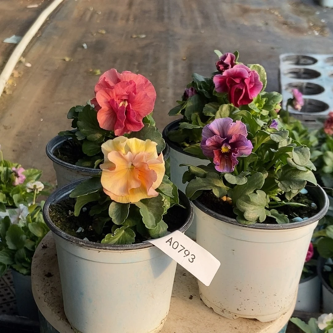 大部分花苞少量开放793