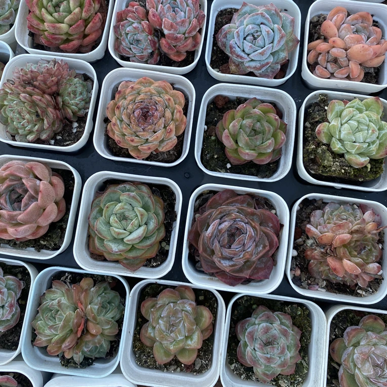 小精品萌肉带盆带土随机发货