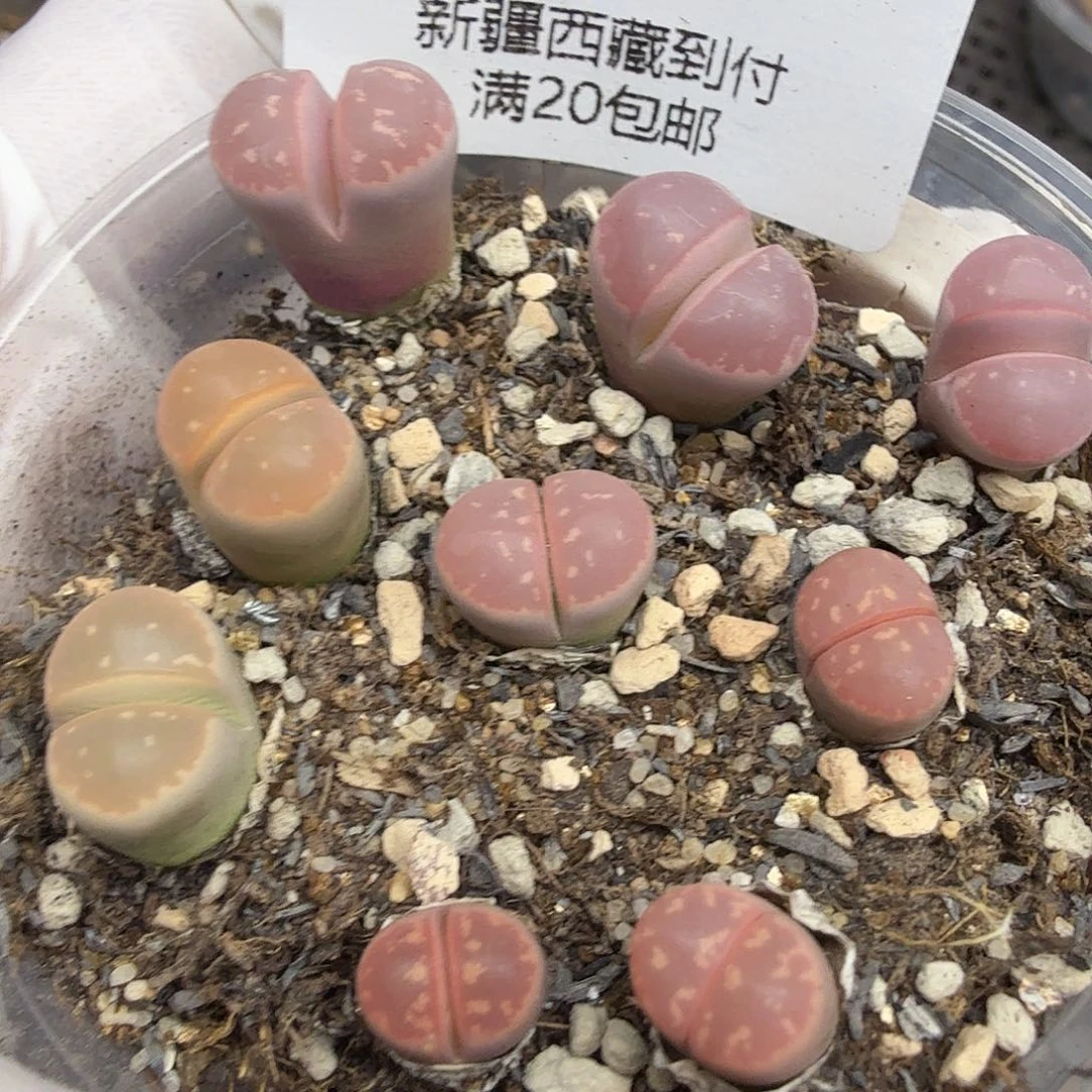 是你把它带入深渊150这个