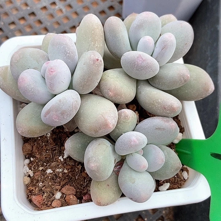 多肉植物奶酪4多肉