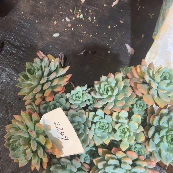 蓝蜻蜓。新品美人系多肉。