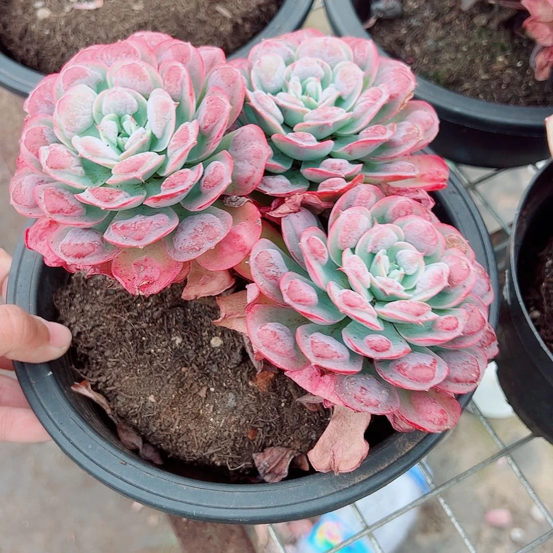 雨滴多头群生精品特价