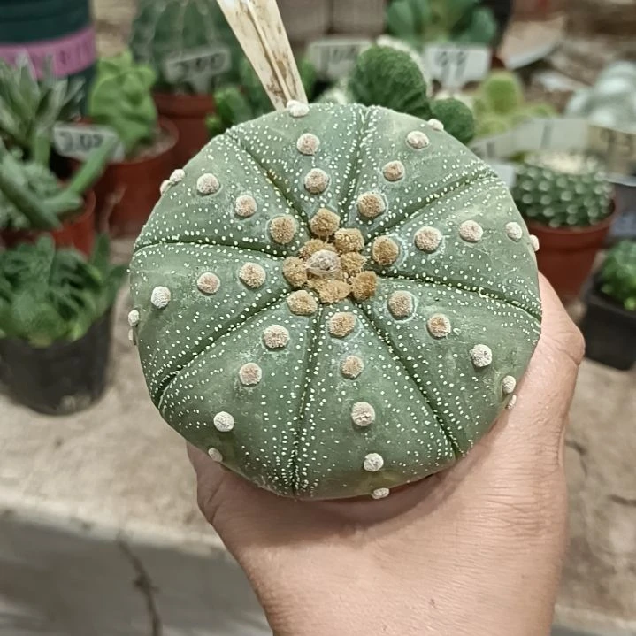 当前无花朵，栽培后可花朵星兜    15元