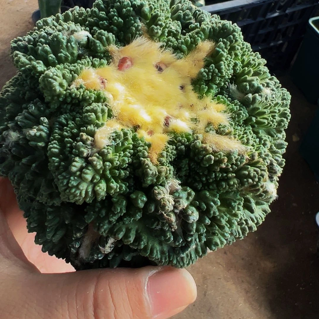 顽***夫无花朵龟甲牡丹254