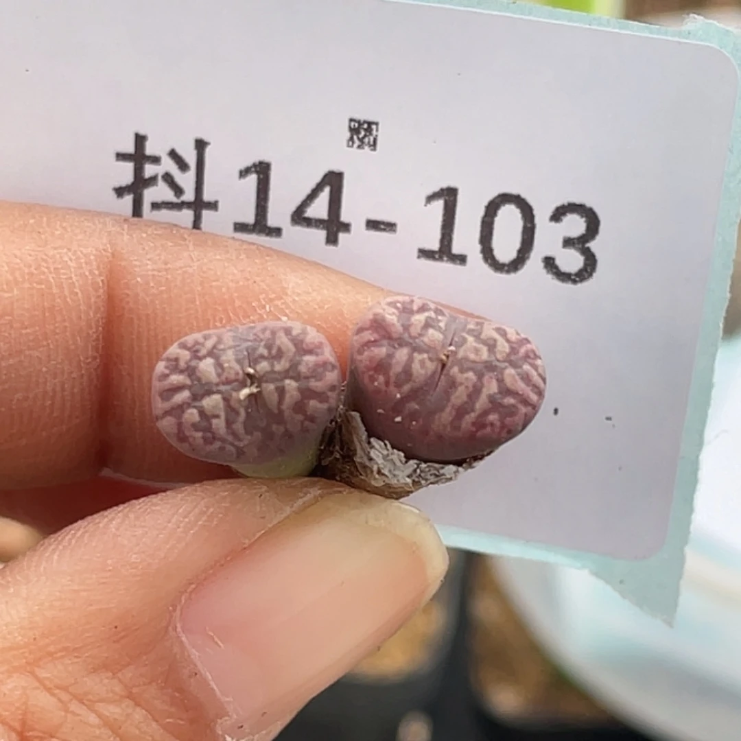 14-103紫鸟多肉植物