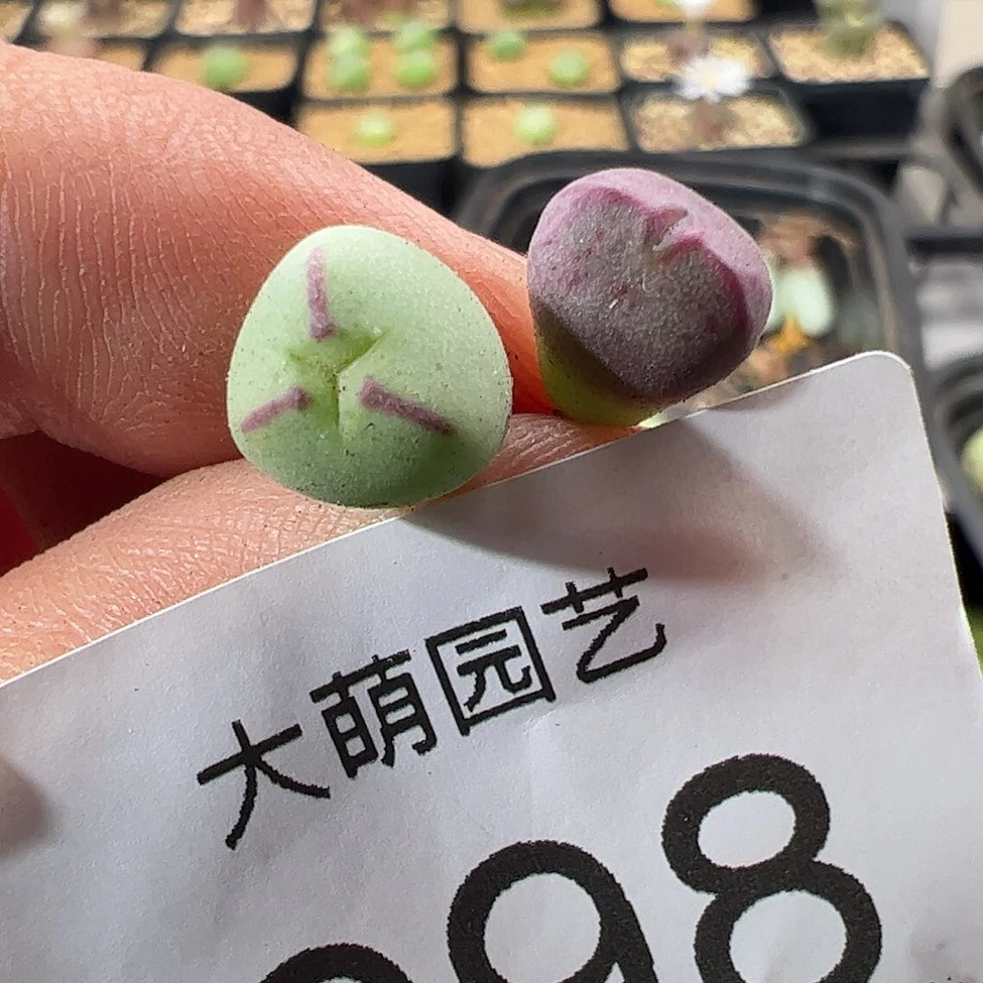 贪****一物一拍。     998