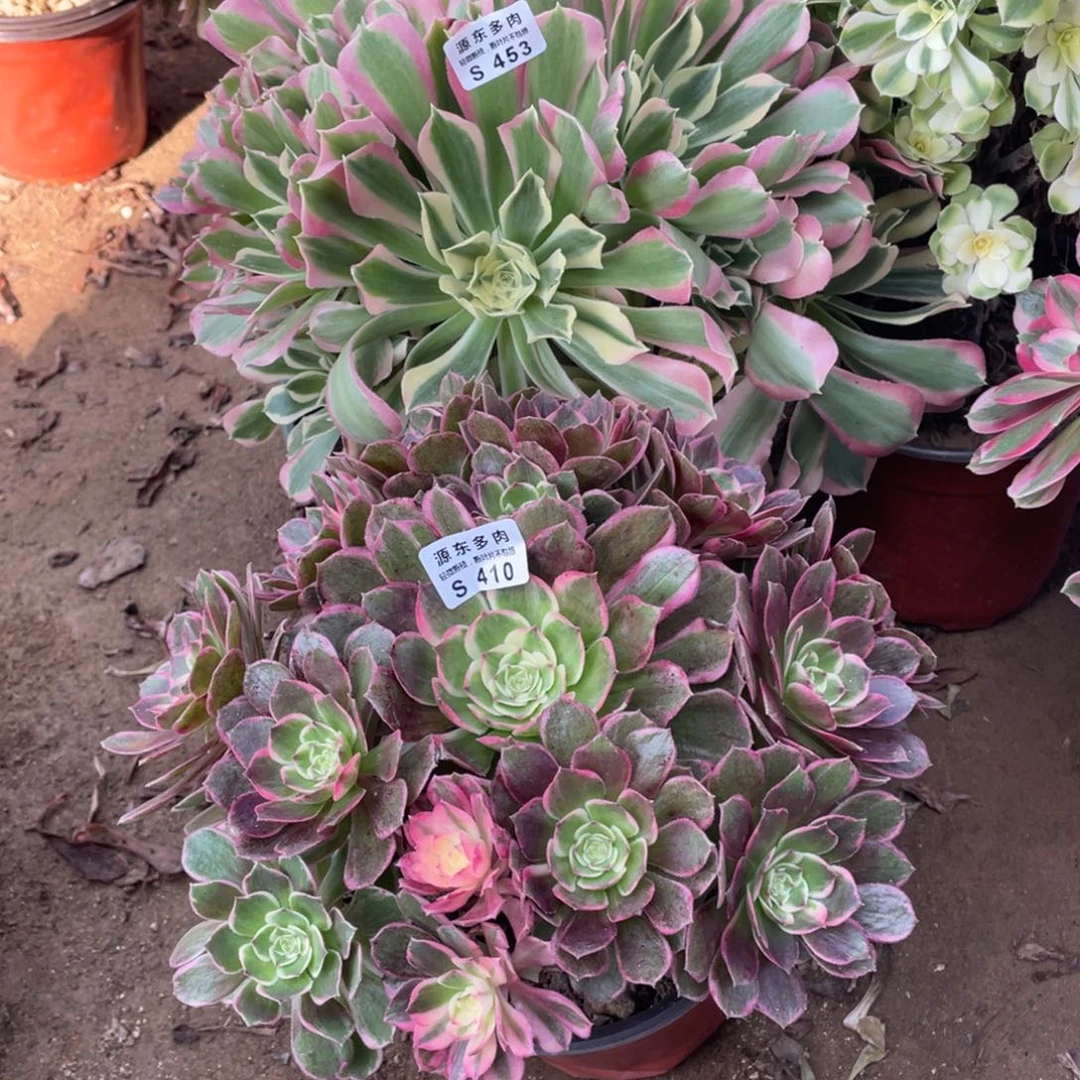 410高贵多肉法师断枝不包