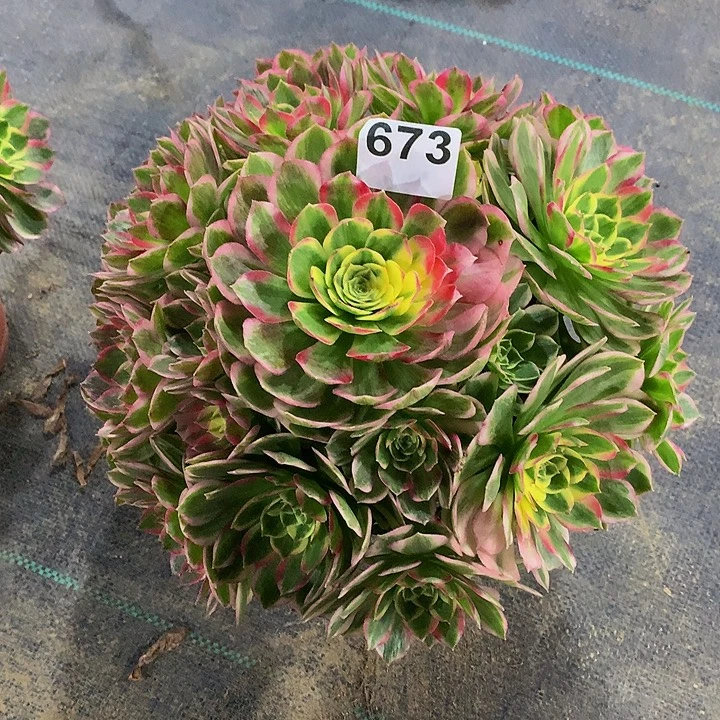 淼***姐法师海仙67300000