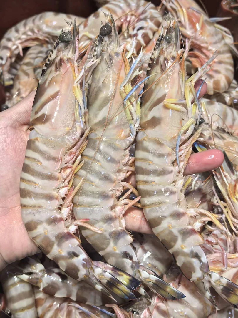 特大斑节虾【直播现称】福建厦门  顺丰到家