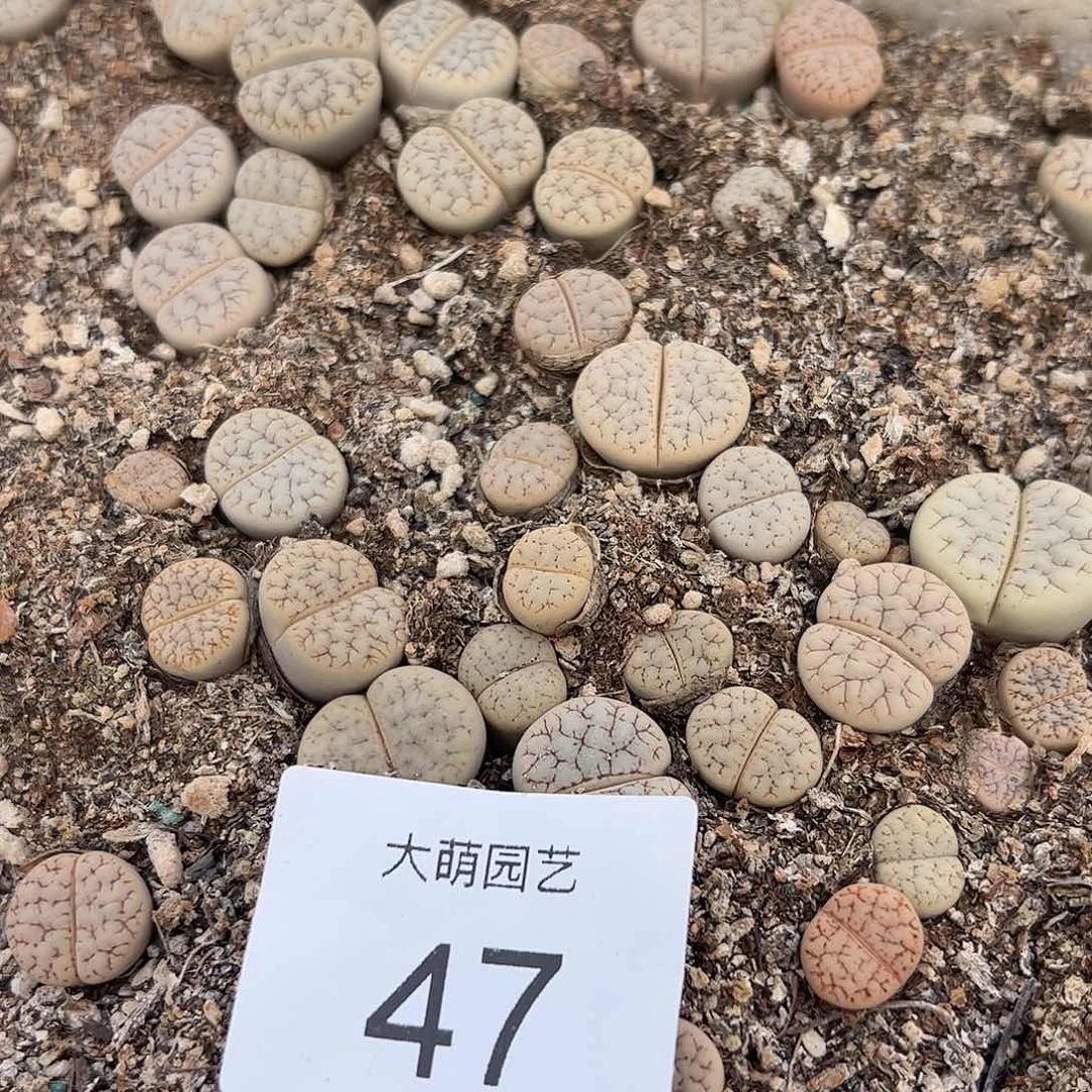 000047量拍荒玉混合30颗