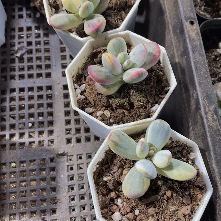 八角盆乒乓锦带盆土发