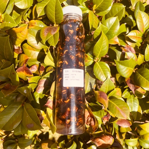 老蜂大金环大黑尾活泡鲜蜂诱蜂液摆件有蜂才真材实料请误直接食用