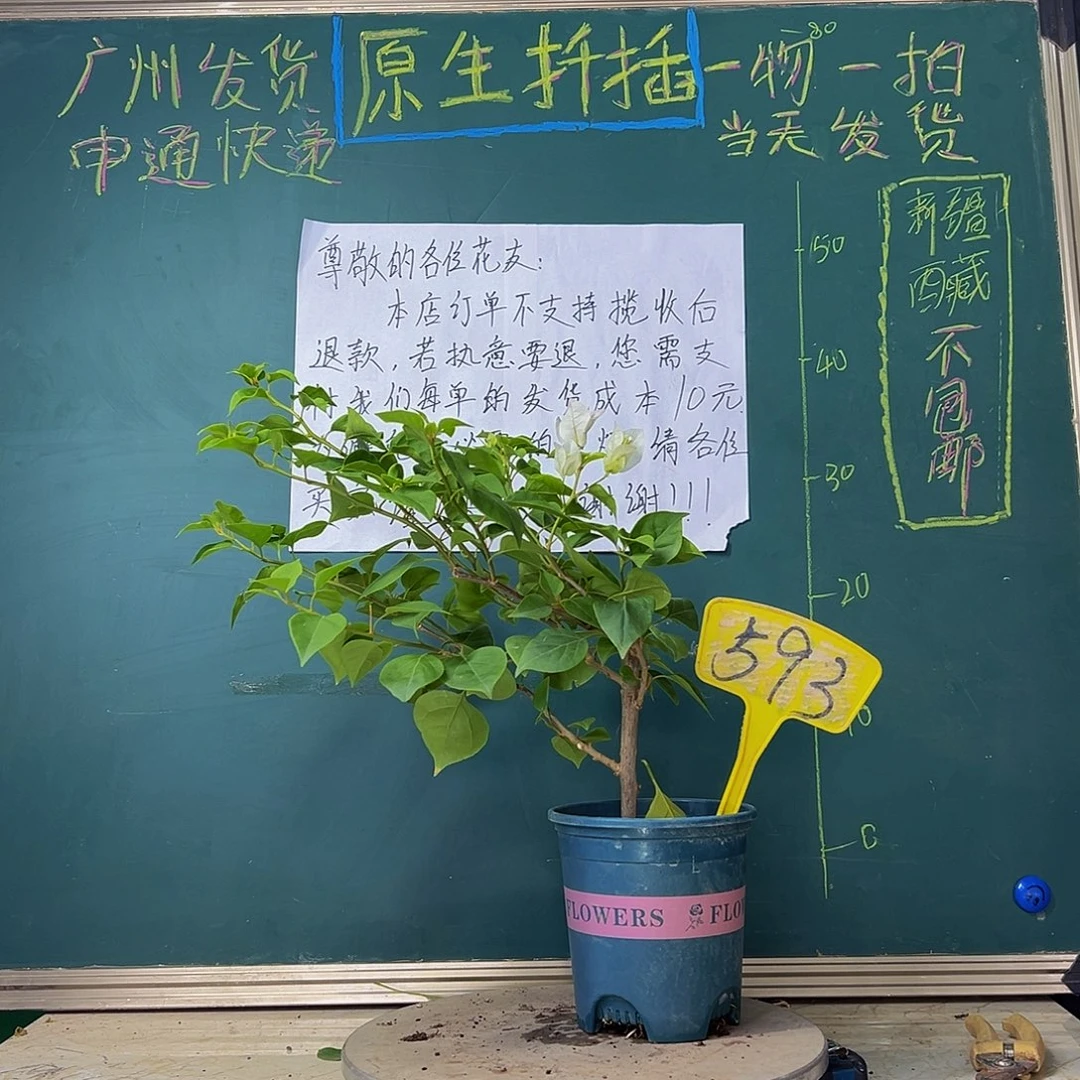 当前无花栽培后可以开花绿樱593