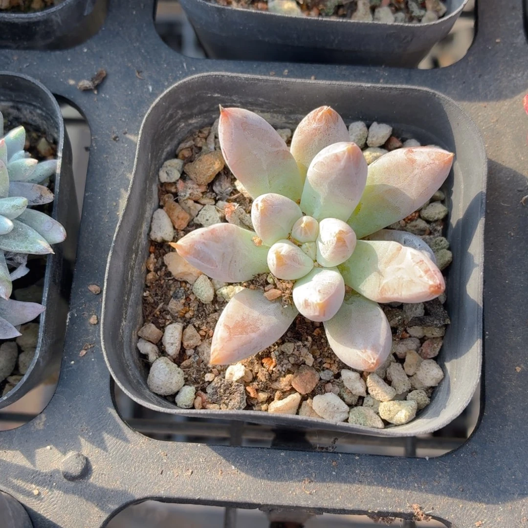 杜里万多肉9.9包邮发货