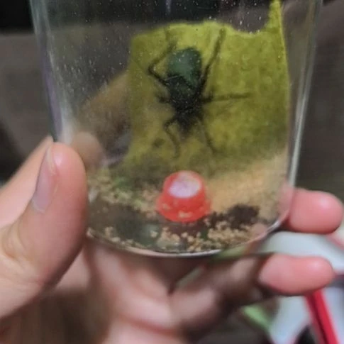 人工麒麟一条全品