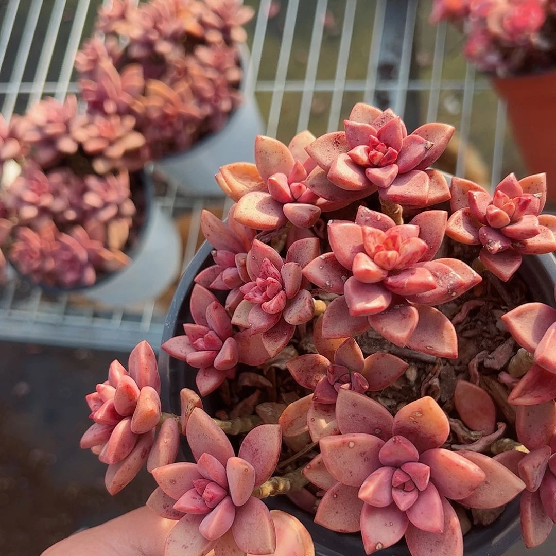 姬胧月散装带盆土一盆