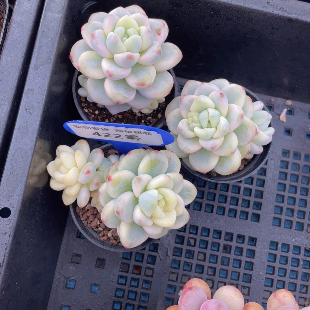 422号劳尔锦一个