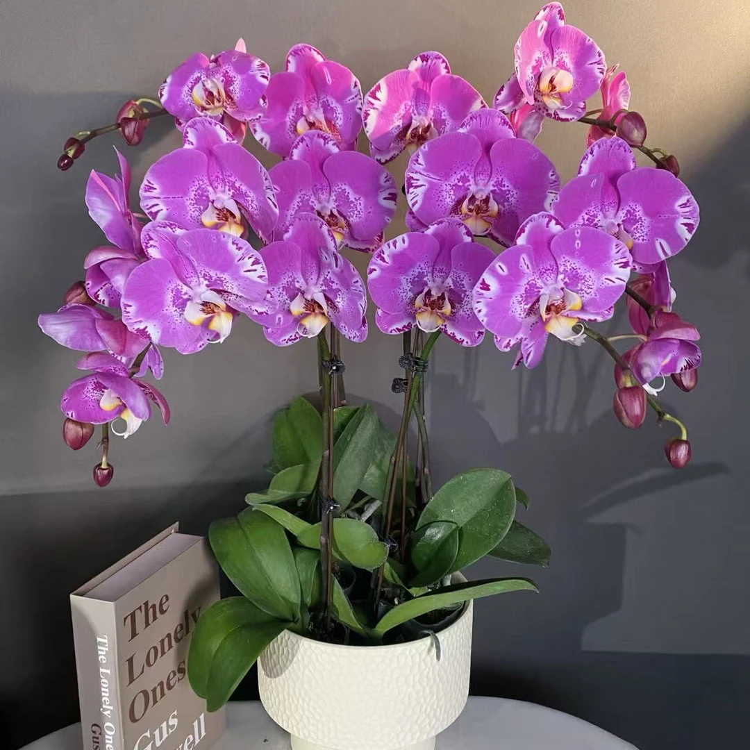 鼎胜【藏宝图】蝴蝶兰盆栽花卉观花植物室内四季开花优质耐旱6-6