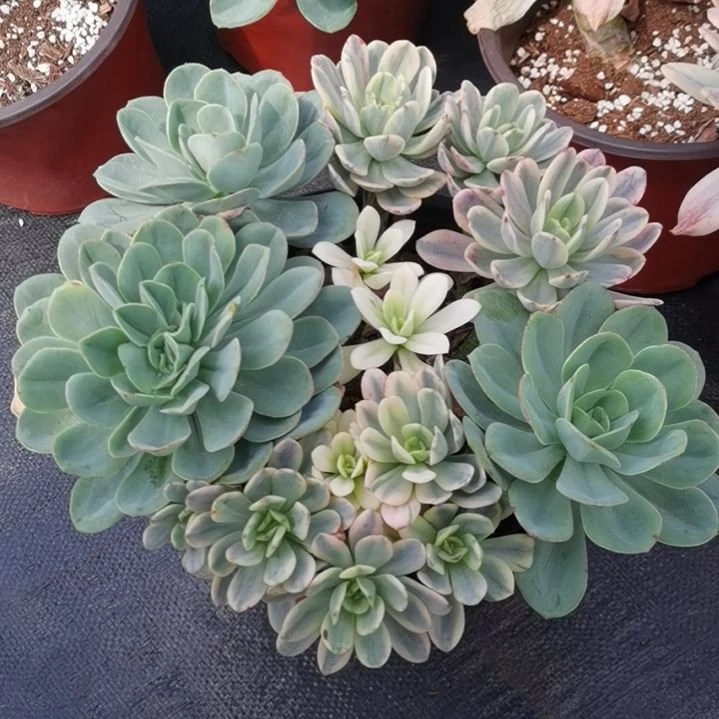 酸橙柠檬白覆轮锦群朵朵缀