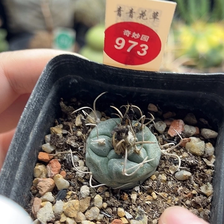 实生长刺娇丽2.6cm有雀斑