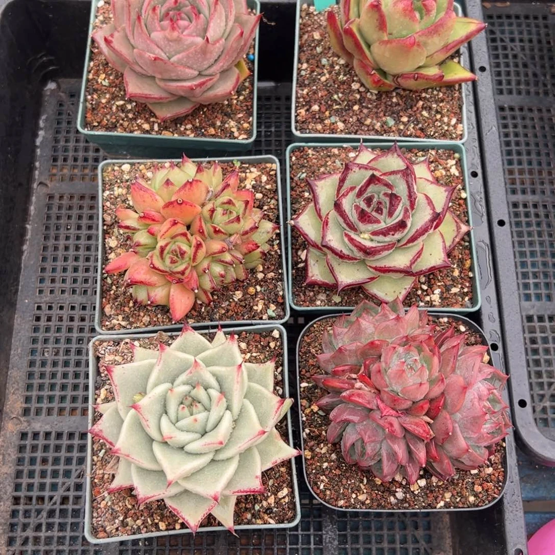 从前慢多肉精选编号0119.127