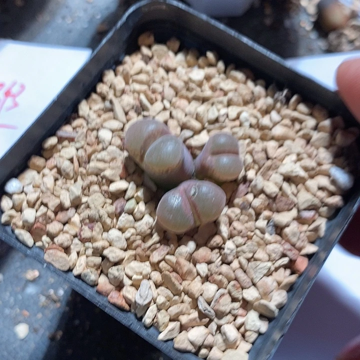 23344。 三头红风铃。