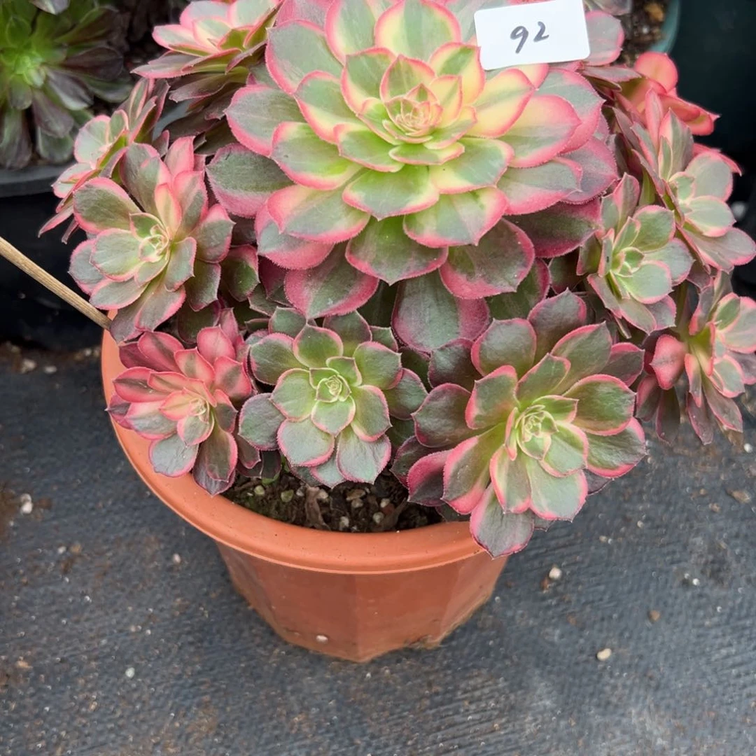 92黑魔锦多肉植物系