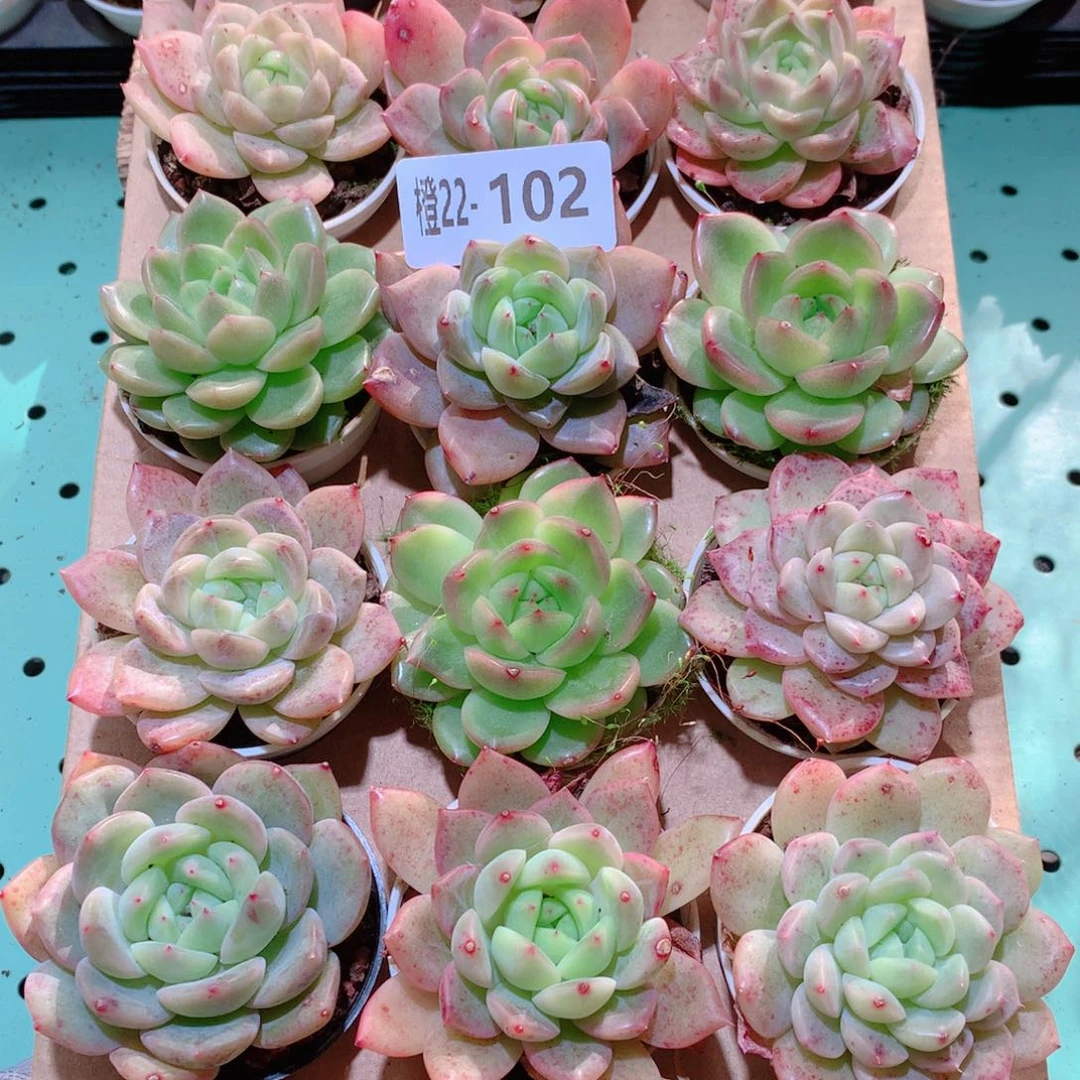 22-102一物一拍多肉带盆18颗
